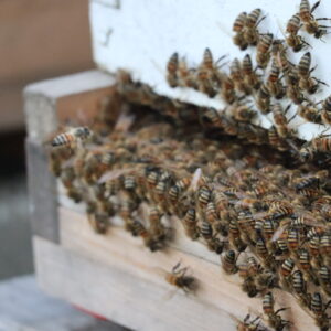 Nuc or Single Hive - Pickup June 1st, 2025