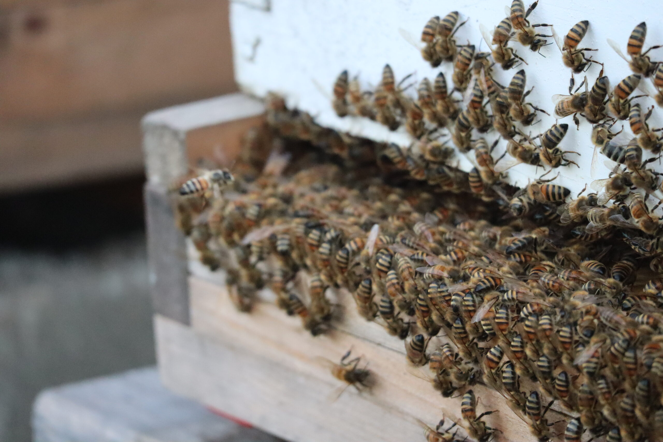 Nuc or Single Hive - Pickup June 1st, 2025